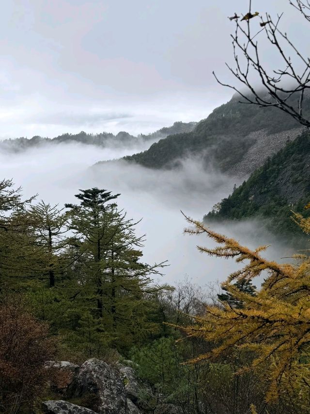 霧漫朱雀仙境攻略