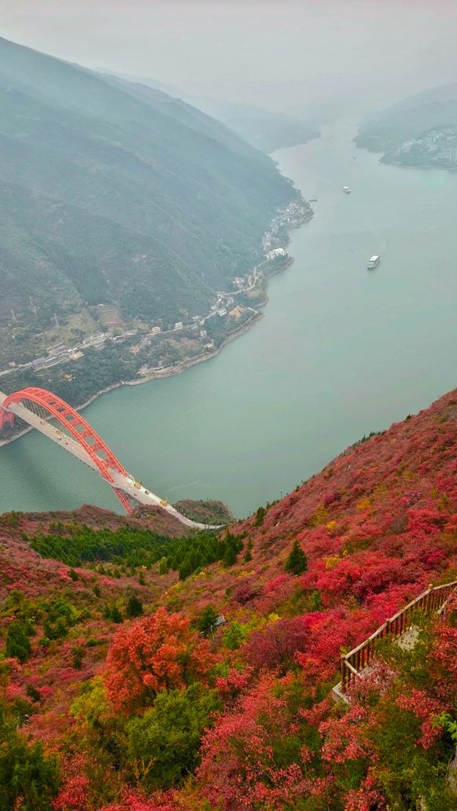 吐血整理三峽紅楓一日遊攻略巫山紅葉美哭我