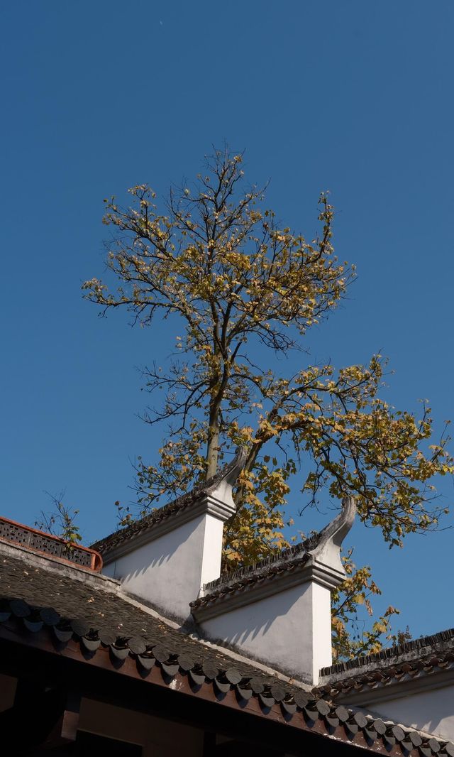 長沙絕美秋日打卡指南連本地人都要收藏的賞秋攻略！