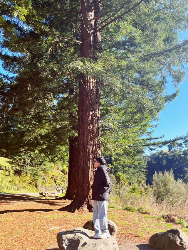 🌳 Blue Spring Entrance: A Cathedral of Giant Redwoods! 🌲