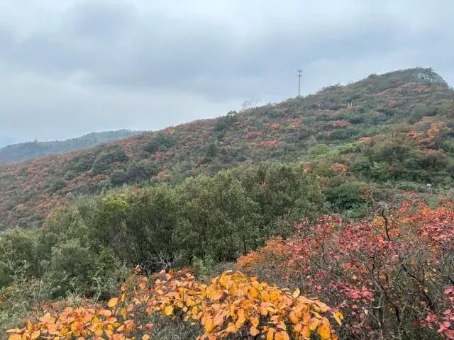 秋の雨が山の色を染める景色が一番美しい