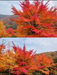 絕美秋色預警!崆峒山紅葉秘境全攻略