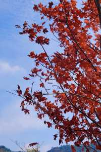 廣東人的浪漫闖入童話般的紅葉秋天!