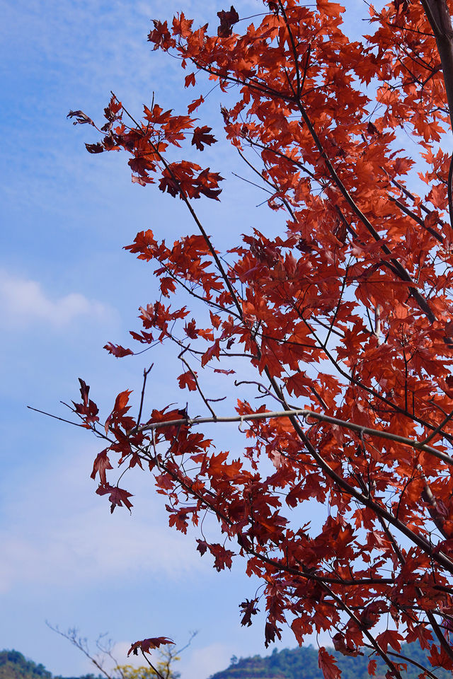 廣東人的浪漫闖入童話般的紅葉秋天! 廣東人的浪漫闖入童話般的紅葉秋天!