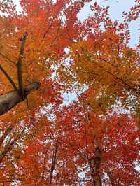 青島秋日漫遊｜把浪漫焊在山海間