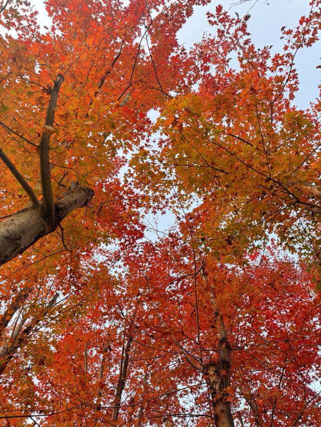 青島秋日漫遊｜把浪漫焊在山海間