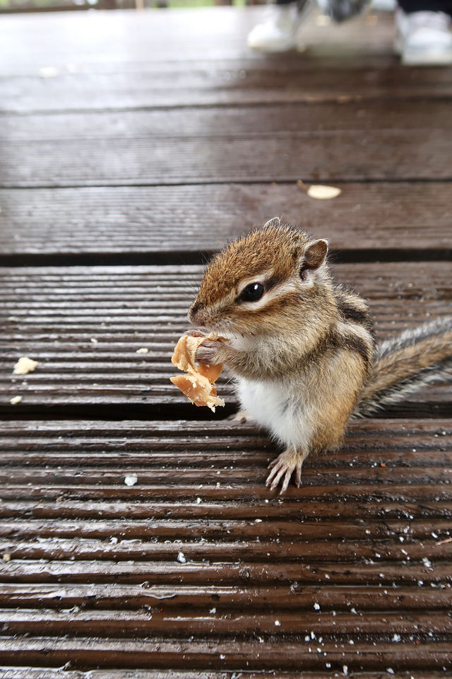 幸運地摸到了花栗鼠，毛茸茸的