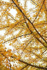 廣東銀杏天花板！韶關帽子峰旅遊景