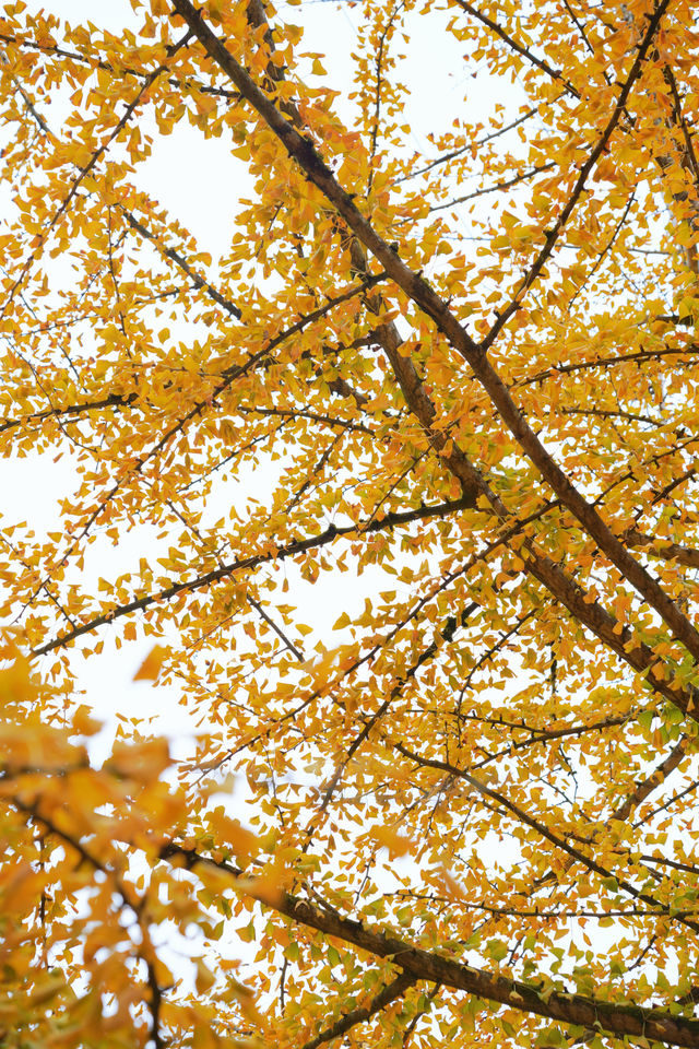 廣東銀杏天花板！韶關帽子峰旅遊景