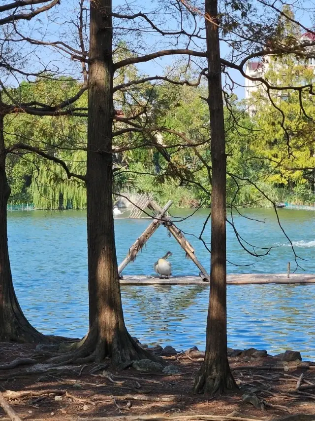 Autumn Zoo Escape🍁