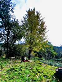 🍂 A Quiet Afternoon at Ziwei Mountain Villa