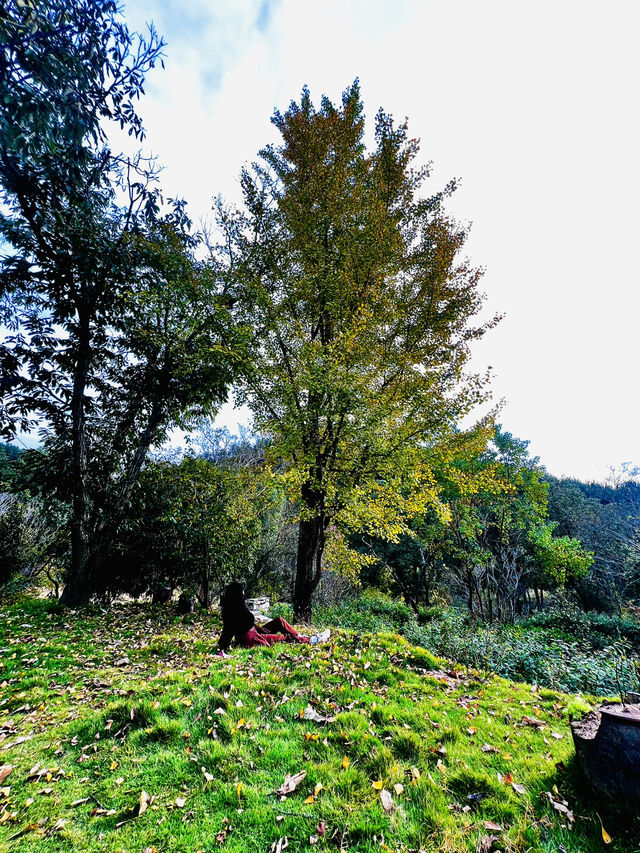 🍂 A Quiet Afternoon at Ziwei Mountain Villa 🍂 A Quiet Afternoon at Ziwei Mountain Villa