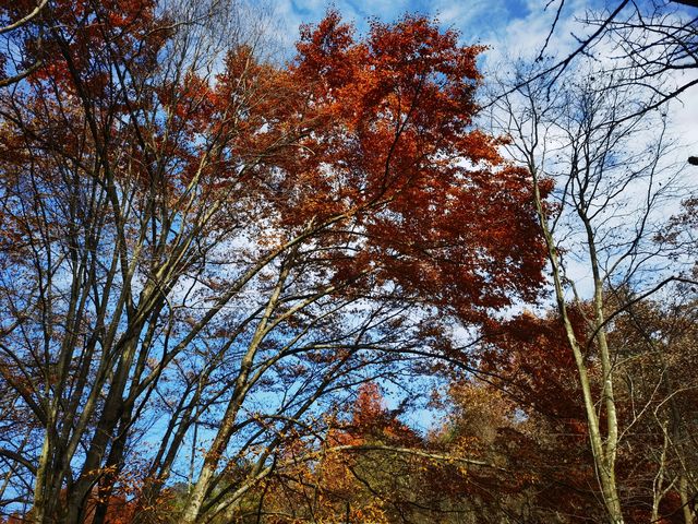 勉縣秋色的隱秘角落！雲霧山徒步解鎖神仙瀑布   必衝理由：  紅葉與瀑布的視覺暴擊！無人