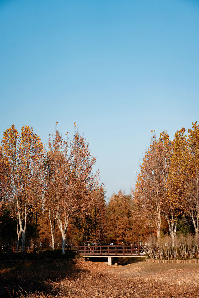 北龍湖的「水上油畫」秋冬限定美到窒息 北龍湖的「水上油畫」秋冬限定美到窒息