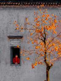 11月後來我逢人便說，婺源的秋景有多美