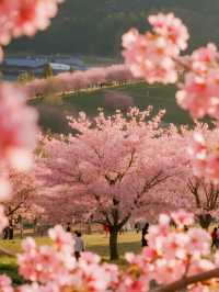 貴安櫻花園親子賞櫻攻略3月赴一場粉色童話！