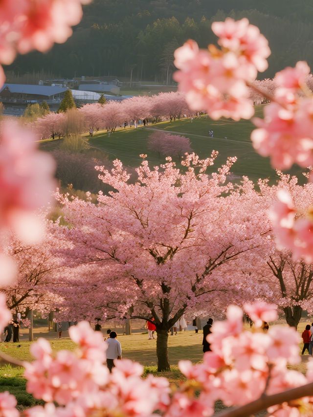 貴安櫻花園親子賞櫻攻略3月赴一場粉色童話！