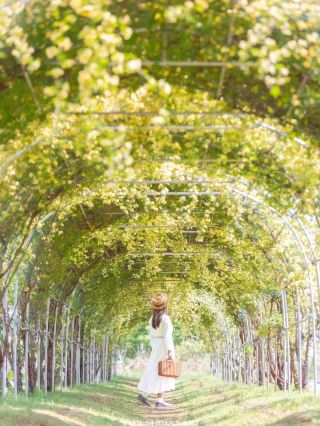 Encountering Spring Romance in a Sea of Flowers