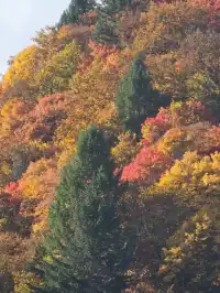 在綿陽發現一處小眾免費看彩林的地方