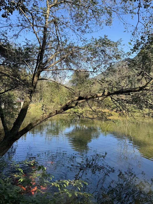 室外遛娃｜諸暨五泄 闖入秋葉世界