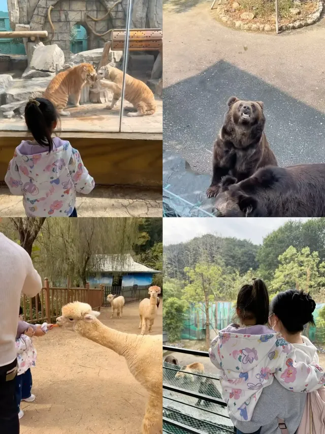 龍之夢2天1夜親子遊,帶娃住進動物世界! 龍之夢2天1夜親子遊,帶娃住進動物世界!