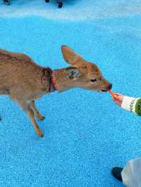 平頂山遛娃天花板一票通玩的神級遊樂場