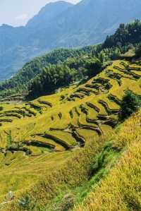 江浙滬賞秋好去處!小眾遊玩地雲和梯田,秋意濃~