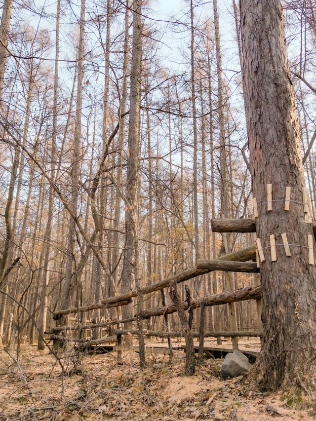 淨月潭：在冷杉林與月亮之間豢養一汪液態翡翠