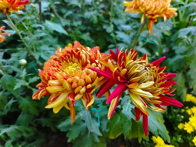 共青森林公園菊花展美翻啦 共青森林公園菊花展美翻啦