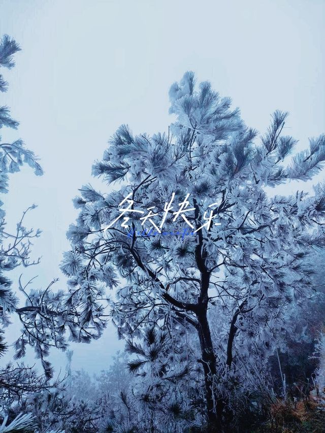 雪松霧淞絕美拍攝地仙鳳山霧淞:冰雕玉琢的幻境 雪松霧淞絕美拍攝地仙鳳山霧淞:冰雕玉琢的幻境