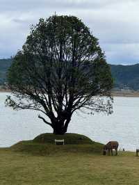 麗江小瑞士！住過一次就會愛上