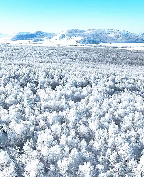 根河市霧淞景觀如夢幻冰雪 根河市霧淞景觀如夢幻冰雪