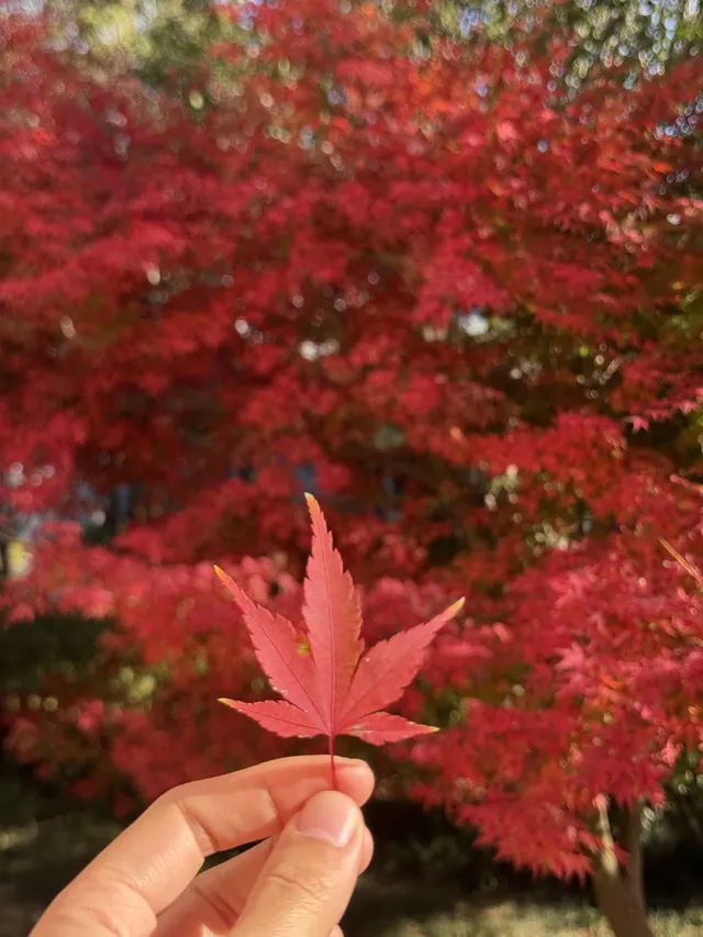 美得不像在莆田!朋友圈都在問的超絕秋景 美得不像在莆田!朋友圈都在問的超絕秋景