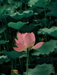 你敢信嗎?我為了吃驢肉,卻意外愛上一座“活著的”清朝古城