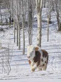 北京3h直達!樺皮嶺冬日封神攻略雪境拍照