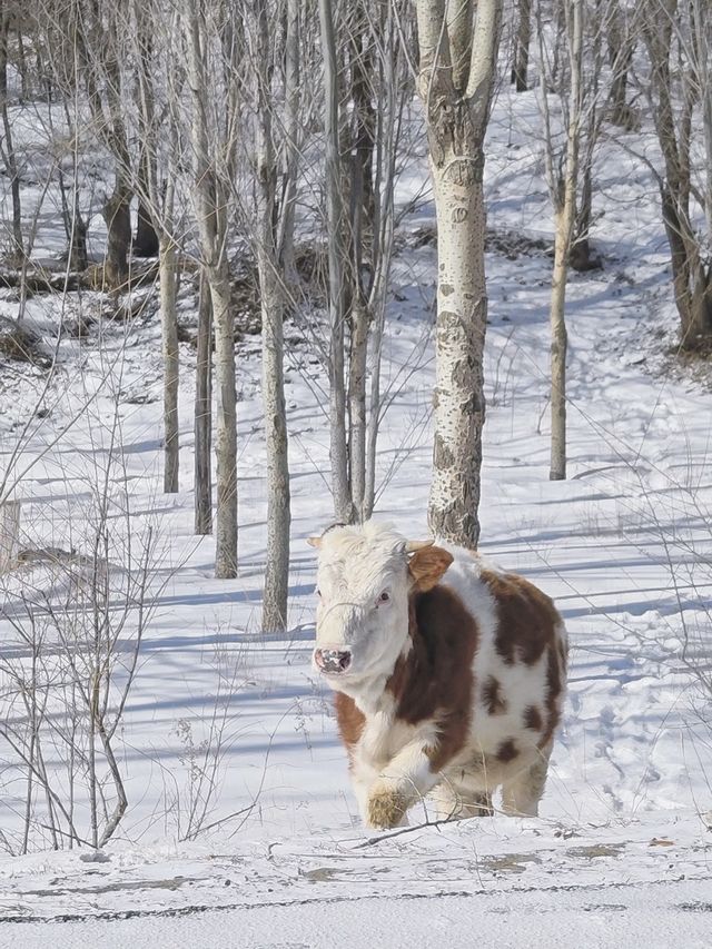 北京3h直達!樺皮嶺冬日封神攻略雪境拍照 北京3h直達!樺皮嶺冬日封神攻略雪境拍照
