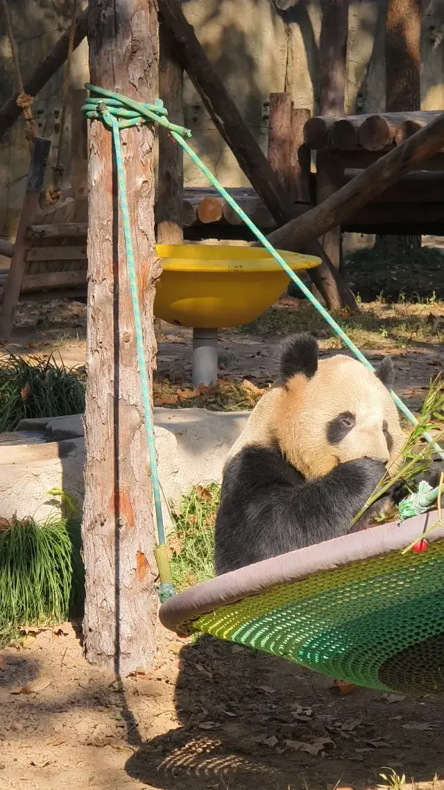 Shanghai Wildlife Park One-Day Fun Tour Saturday Edition