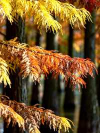 水上森林秋色秘境