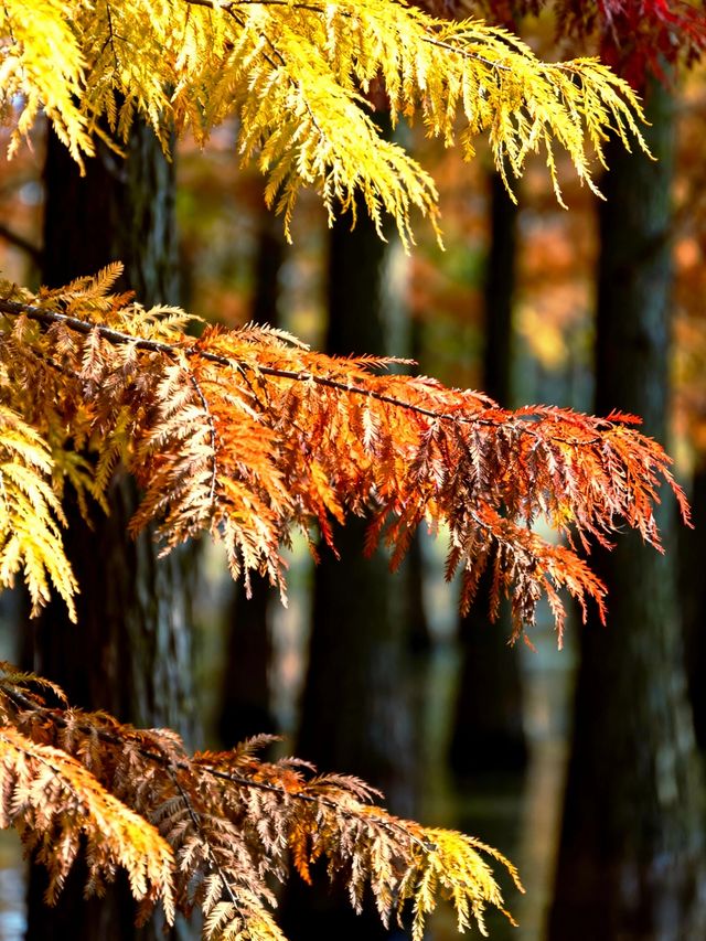 水上森林秋色秘境