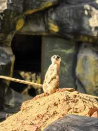 南京紅山森林動物園