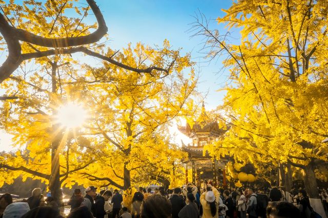 翠湖公園怎麼玩?本地人私藏路線,避開人潮賞冬櫻 翠湖公園怎麼玩?本地人私藏路線,避開人潮賞冬櫻