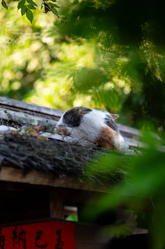 深秋的龍華寺美到無法用言語描述