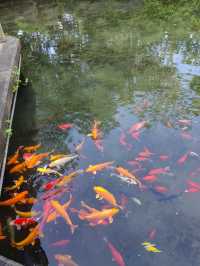 濟南寶藏免費景點!五龍潭公園遊玩全攻略