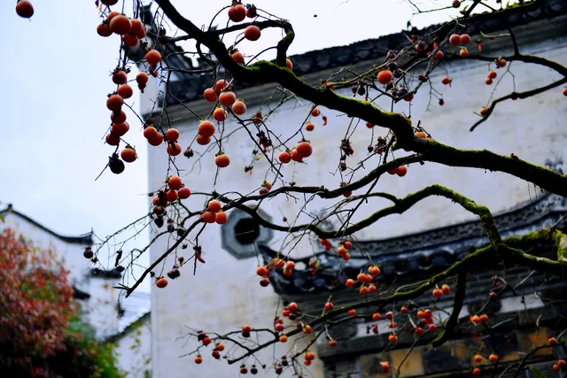婺源篁嶺:為了出片而生的一座山村 婺源篁嶺:為了出片而生的一座山村