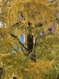 12.4外灘聖三一堂銀杏季已到附隱藏機位