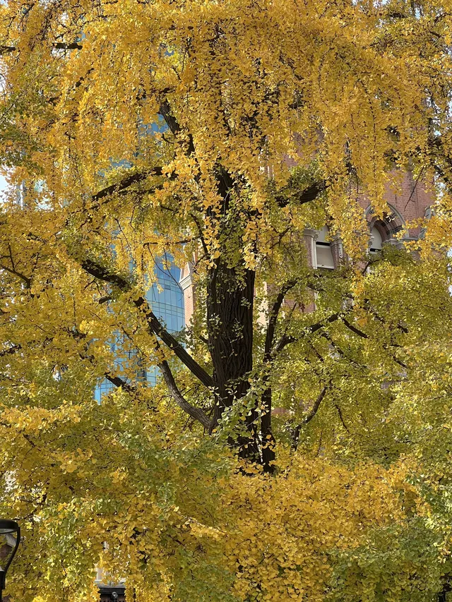 12.4外灘聖三一堂銀杏季已到附隱藏機位 12.4外灘聖三一堂銀杏季已到附隱藏機位