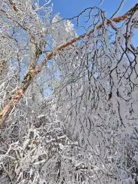 12月中莽山現狀,冷到哭,崩潰到想逃...