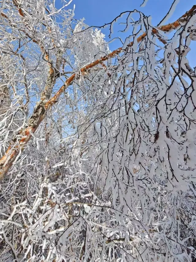 12月中莽山現狀,冷到哭,崩潰到想逃... 12月中莽山現狀,冷到哭,崩潰到想逃...