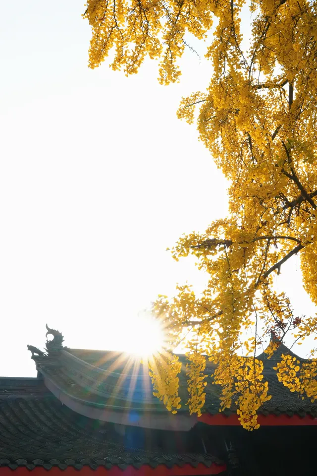 成都|千年古寺裡,藏著一場最禪意的秋色 成都|千年古寺裡,藏著一場最禪意的秋色