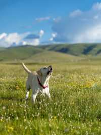 油畫般的「宗塔七色草原」是戶外人遛狗樂園